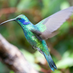 Foto de colibrí