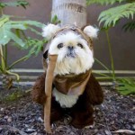 Perrito disfrazado como Ewok, los personajes parecidos a ositos en la Guerra de las Galaxias