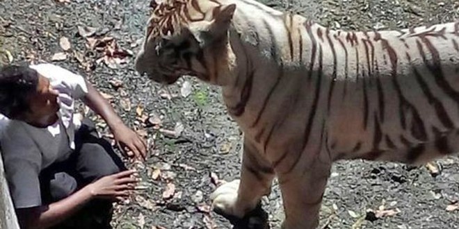 Un hombre fue atacado hasta la muerte por un tigre blanco