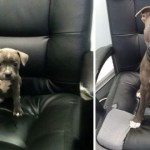 evolución en el tiempo de varios perros con sus dueños