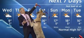 Un cachorro convierte en un chiste el pronóstico del tiempo