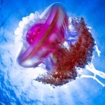 medusas de maravillosos colores