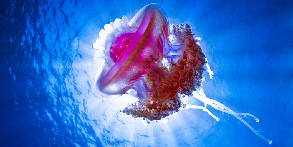 Fascinantes imágenes de medusas de maravillosos colores que te dejarán impactado