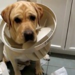 perros abusivos