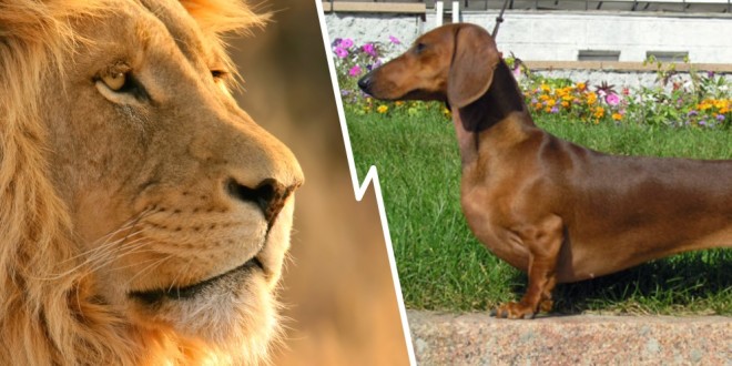 Video: encuentro de león y perro salchicha. ¿Qué pasa cuando están cara a cara?