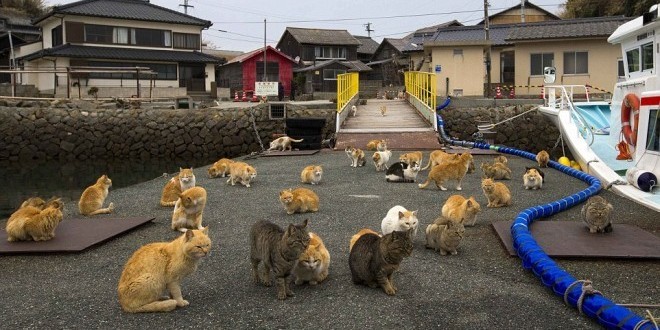¿Te has imaginado un lugar donde la población de gatos es muy superior a la de humanos? Pues si existe