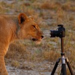 La fiebre de las selfies también contagio a los animales salvajes