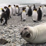 photobombs hechos por animales