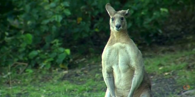 Canguro gigante de 95 kilos tiene aterrada a una población australiana