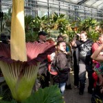 Conozcan la extraña y gigante flor con el aroma más apestoso del mundo