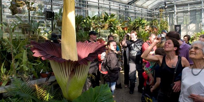 Conozcan a la extraña y gigante flor con el aroma más apestoso del mundo