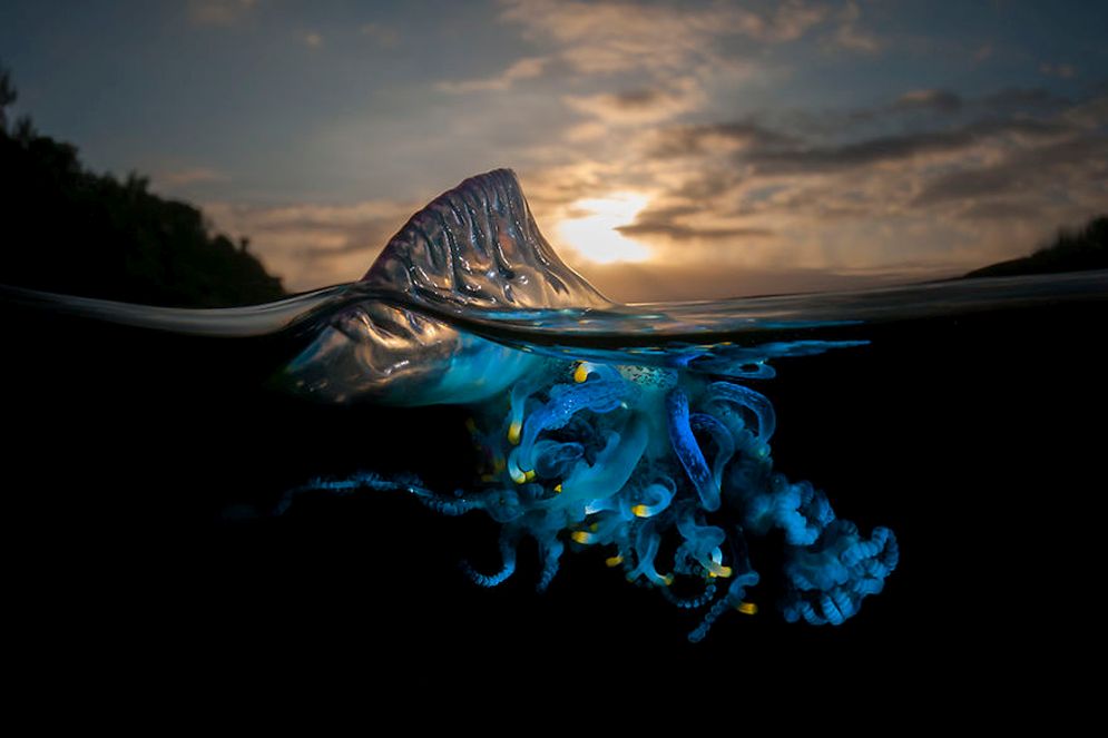 Fotos revelan las maravillas que se esconden bajo la superficie del agua