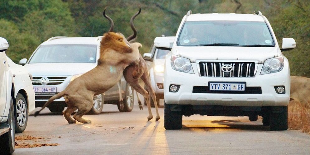 Impresionante momento en el que varios leones cazan a un antílope frente a varios turistas