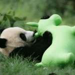 El mundo se derrite de ternura con la guardería de los ositos panda