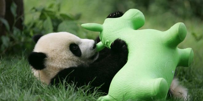 Hermosas fotos: El mundo se derrite de ternura con la guardería de los ositos panda