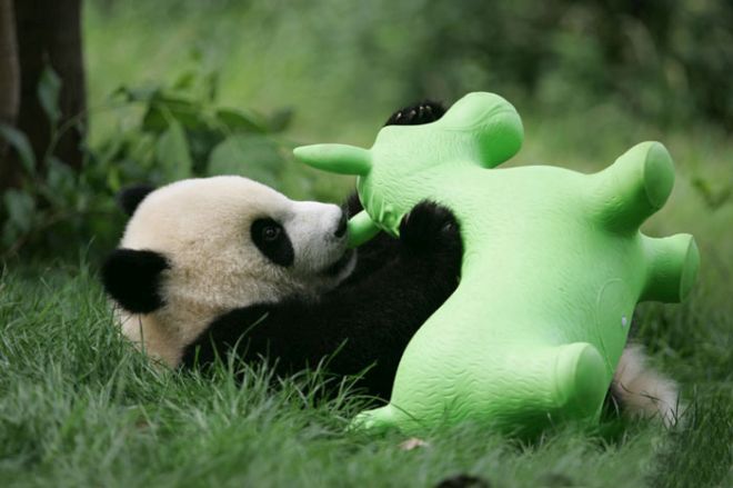 Hermosas fotos: El mundo se derrite de ternura con la guardería de los ositos panda