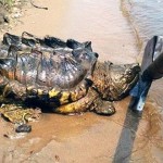 Extraño descubrimiento de una tortuga que parece un dinosaurio en Rusia