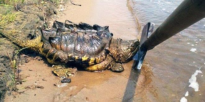 Video: Extraño descubrimiento de una tortuga que parece un dinosaurio en Rusia