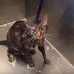 En video, gato habla literalmente para pedir que no lo mojen más