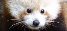 ¿Es un oso? ¿Es un zorro? Te revelamos en fotos a este tierno animal en vía de extinción