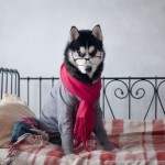 adorables perros de raza husky