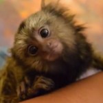 Diminuto mico tití recibe un tratamiento de spa VIP