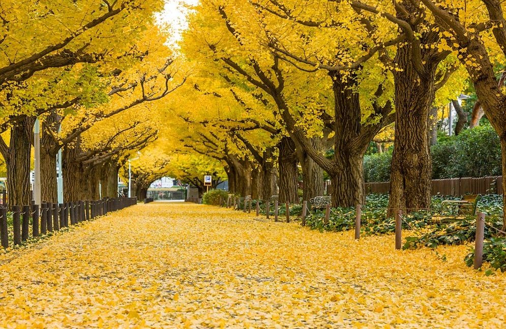 Los más sorprendentes túneles formados por árboles alrededor del mundo