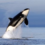 ballena asesina lanza a una foca