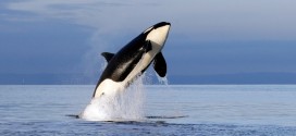 Captan en video la forma como una ballena asesina lanza a una foca 25 metros hacia arriba