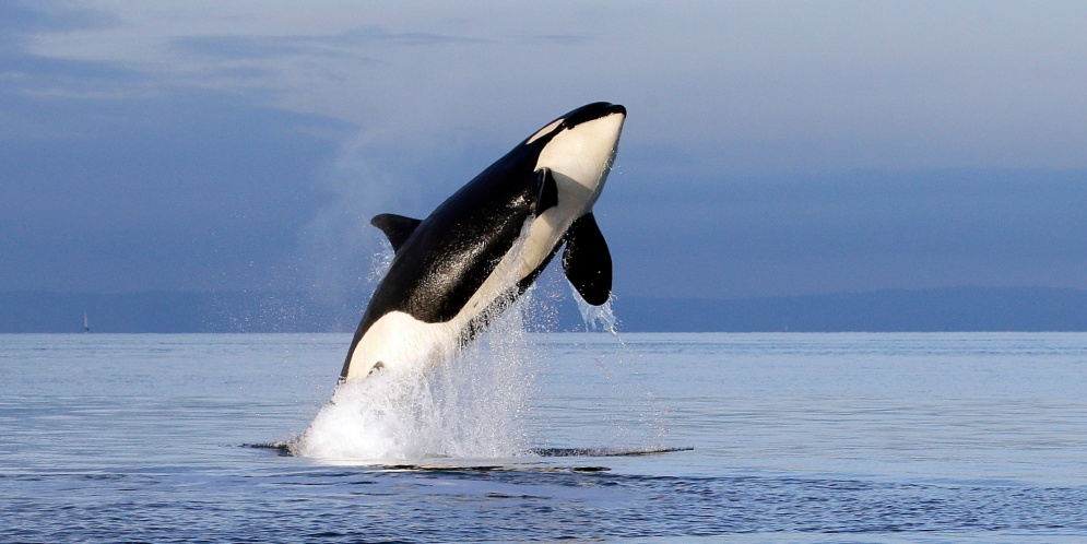 Captan en video la forma como una ballena asesina lanza a una foca 25  metros hacia arriba