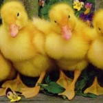 ven 5000 patos corriendo por primera vez al agua