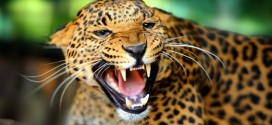 Así se zambulle un jaguar en el río para atrapar a una presa que podría comérselo a él [Video]