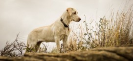 Conmovedora manera en la que un perro esperó por la llegada de su dueña desaparecida