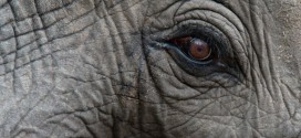 Impactantes fotos del elefante que emergió donde nadie se lo esperaba