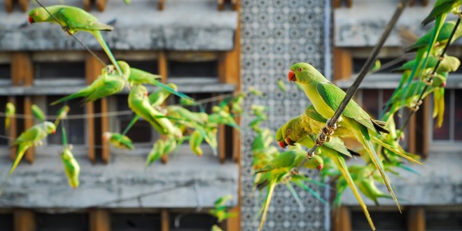 Alimenta a 4.000 periquitos todos los días y obtiene un hermoso tapizado verde sobre su casa