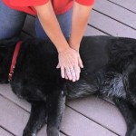 Si algún día necesitas darle primeros auxilios a un perrito, así es como lo debes hacer