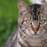 Guiada por su amor e instinto maternal, una gata luchó por sus gatitos hasta recuperarlos