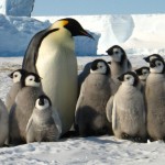 Una elaborada táctica les permite sobrevivir a los pingüinos del frío
