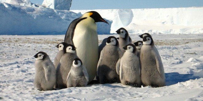 Una elaborada táctica les permite sobrevivir a los pingüinos del frío. Mírala en video