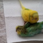 aves sienten impotencia ante la muerte