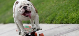 ¡Genial! Video del perro bulldog que hizo un Guinness Record montado en su patineta