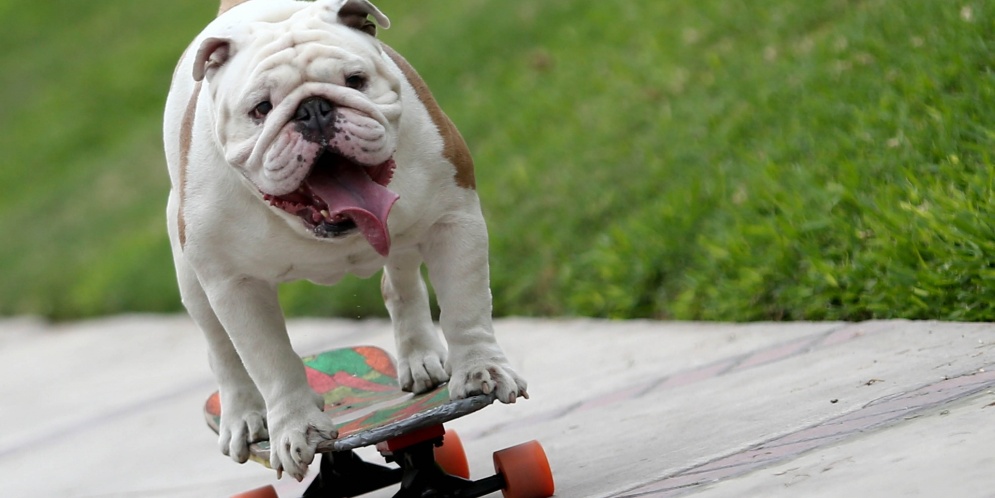 ¡Genial! Video del perro bulldog que hizo un Guinness Record montado en su patineta