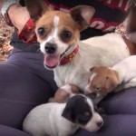 conmovedores videos sobre rescates de perritos