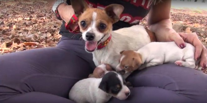 De todos los conmovedores videos sobre rescates de perritos, este será uno de tus favoritos