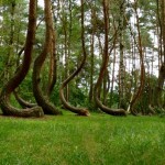 El bosque que encierra un misterio que la ciencia no ha podido resolver