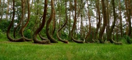El bosque que encierra un misterio que la ciencia no ha podido resolver
