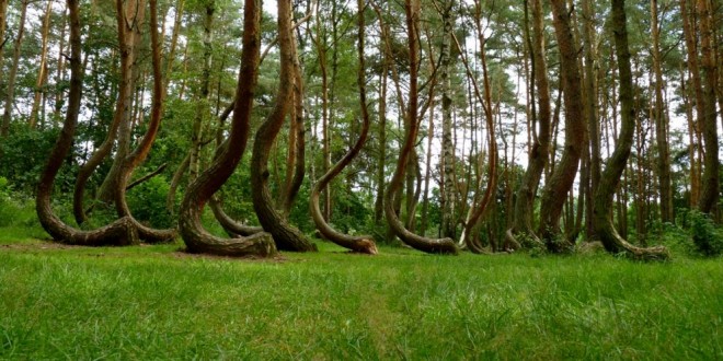 El bosque que encierra un misterio que la ciencia no ha podido resolver