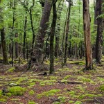 Un bosque que respira. Un extraño fenómeno natural fue captado en Canadá