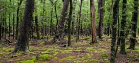 Un bosque que respira. Un extraño fenómeno natural fue captado en Canadá
