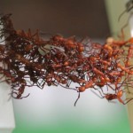 hormigas forman puentes vivientes con sus propios cuerpos